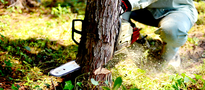 樹木の伐採・抜根